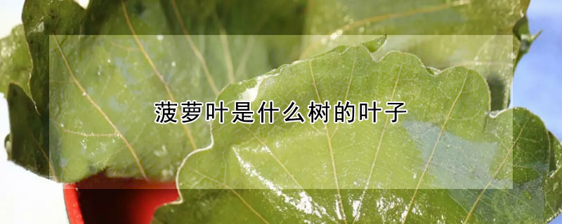 菠蘿葉是什麼樹的葉子