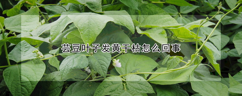 芸豆葉子發黃幹枯怎麼回事