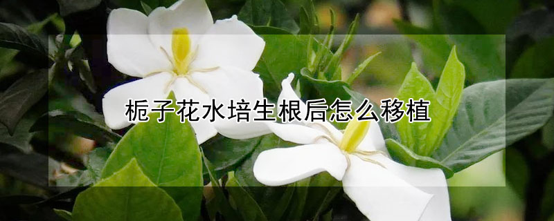 梔子花水培生根後怎麼移植