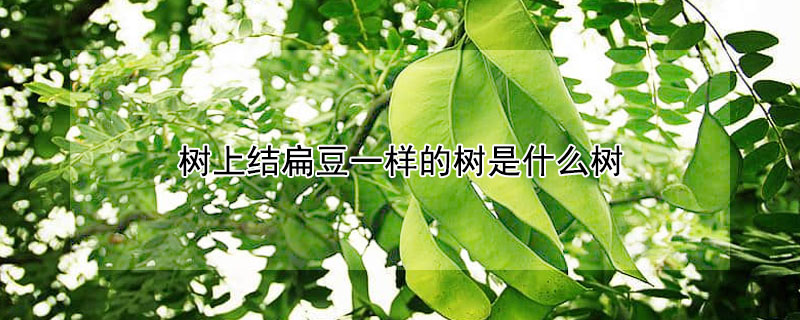 樹上結扁豆一樣的樹是什麼樹