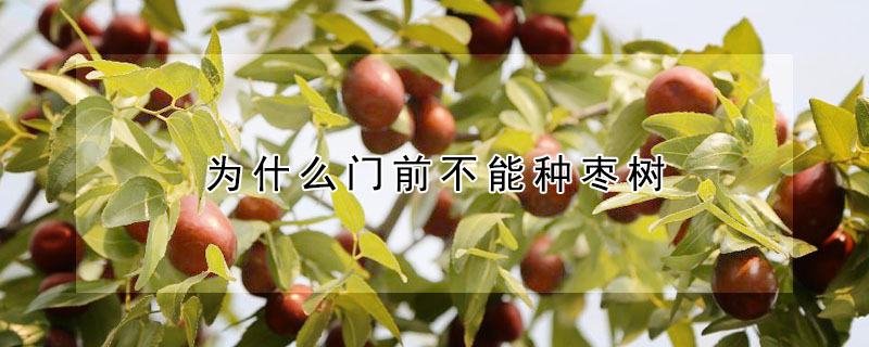 為什麼門前不能種棗樹