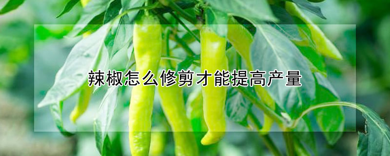 辣椒怎麼修剪才能提高產量