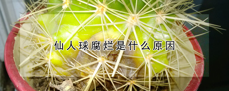 仙人球腐爛是什麼原因
