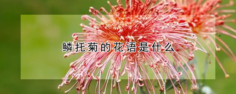 鱗托菊的花語是什麼
