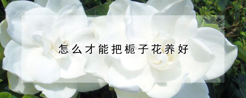 怎麼才能把梔子花養好