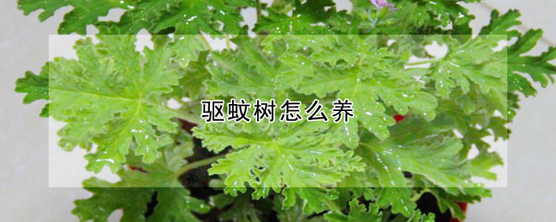 驅蚊樹怎麼養
