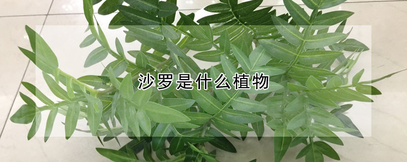 沙羅是什麼植物