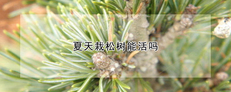 夏天栽鬆樹能活嗎
