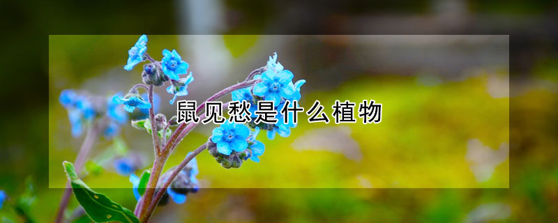 鼠見愁是什麼植物