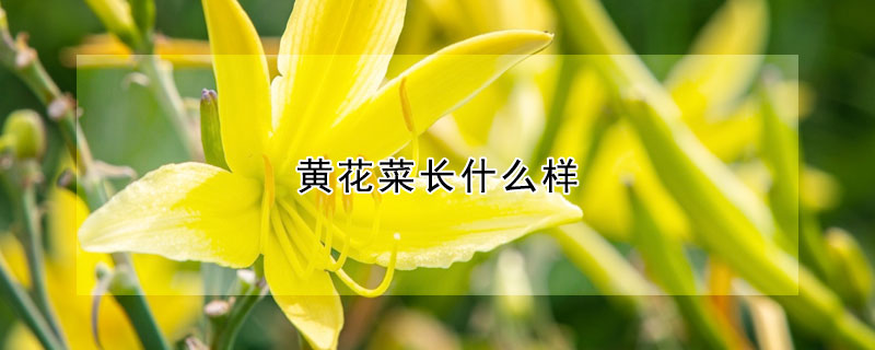 黃花菜長什麼樣