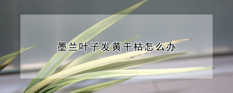 墨蘭葉子發黃幹枯怎麼辦