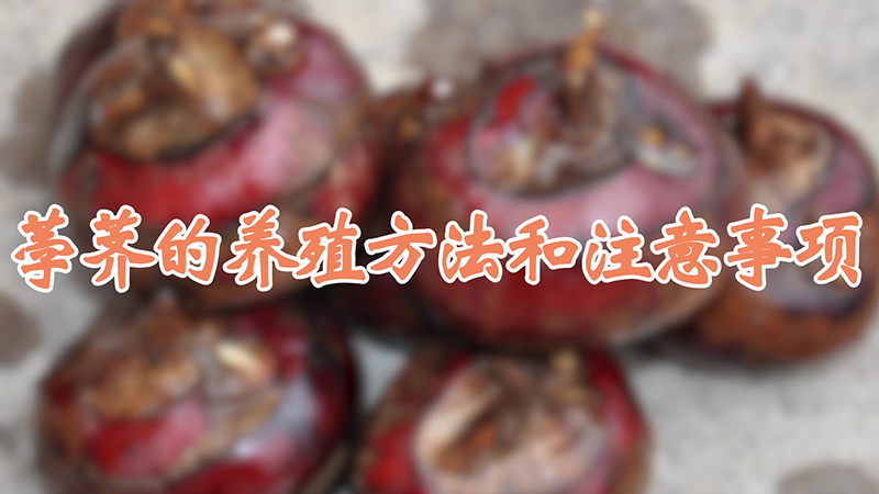 荸薺的養殖方法和注意事項