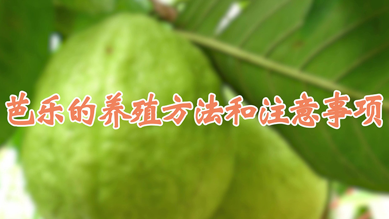 芭樂的養殖方法和注意事項