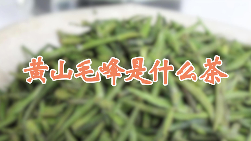黃山毛峰是什麼茶