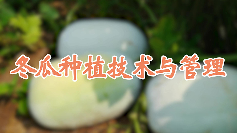 冬瓜種植技術與管理
