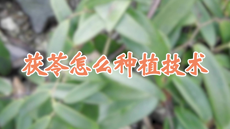 茯苓怎麼種植技術