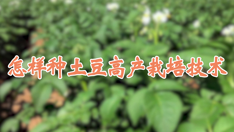 怎樣種土豆高產栽培技術