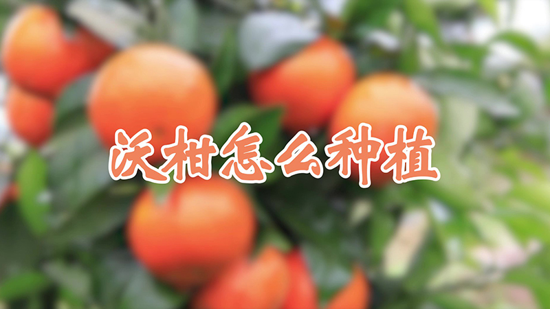 沃柑怎麼種植