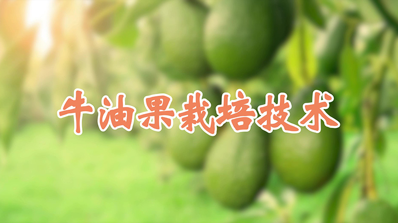 牛油果栽培技術