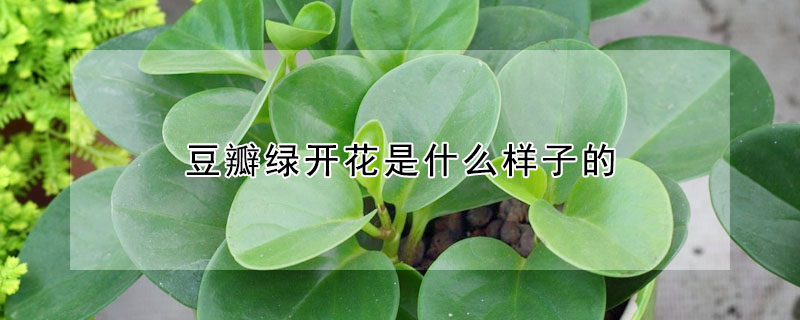 豆瓣綠開花是什麼樣子的