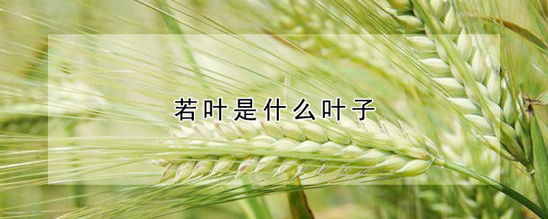 若葉是什麼葉子