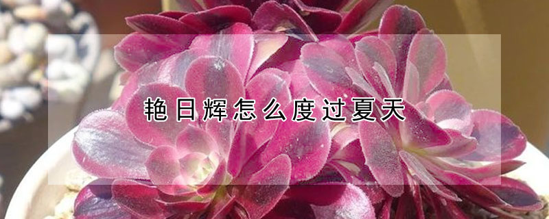 豔日輝怎麼度過夏天