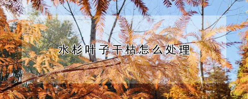 水杉葉子幹枯怎麼處理