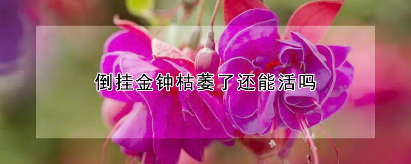 倒掛金鍾枯萎了還能活嗎