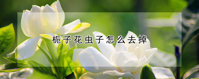 梔子花蟲子怎麼去掉