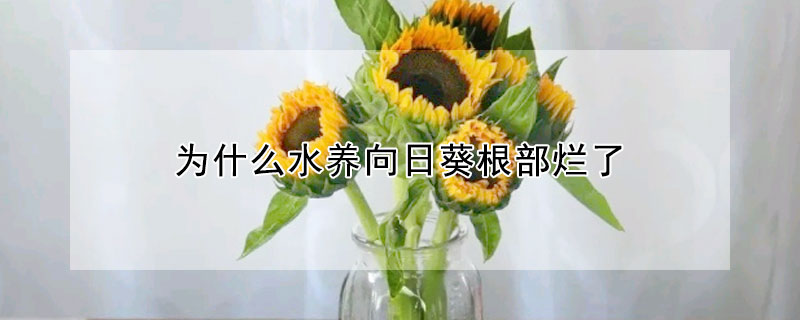 為什麼水養向日葵根部爛了