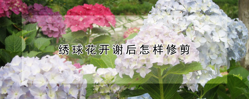 繡球花開謝後怎樣修剪