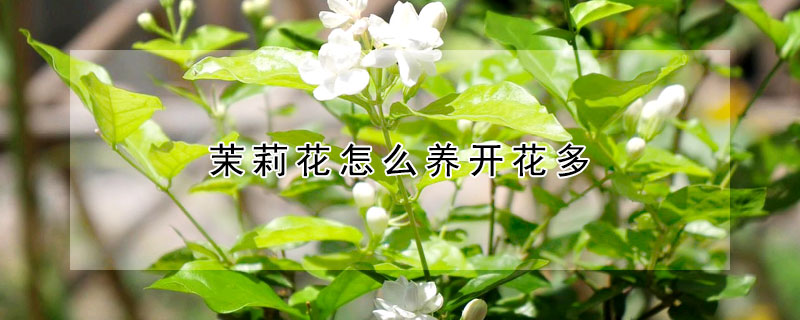 茉莉花怎麼養開花多