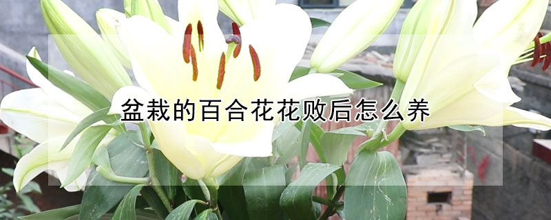 盆栽的百合花花敗後怎麼養