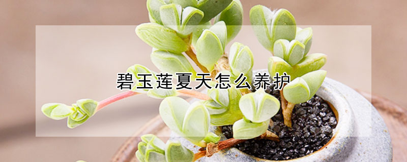 碧玉蓮夏天怎麼養護