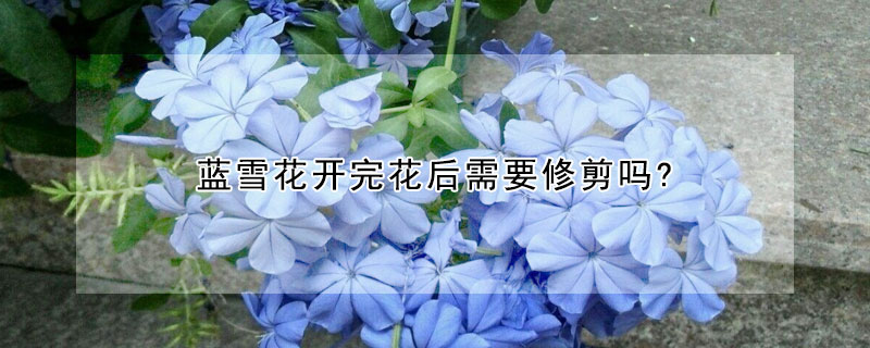 藍雪花開完花後需要修剪嗎?