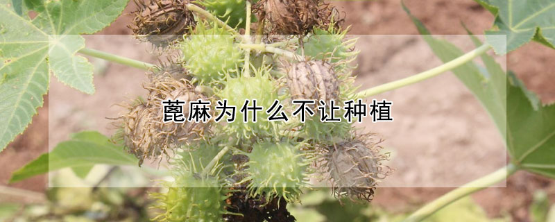蓖麻為什麼不讓種植