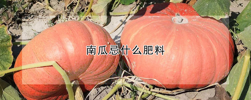 南瓜忌什麼肥料