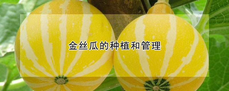 金絲瓜的種植和管理