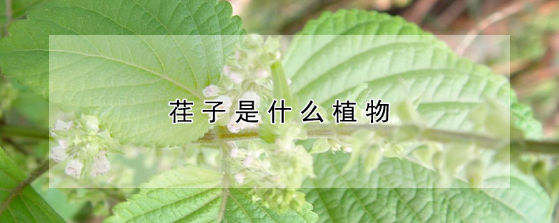 荏子是什麼植物