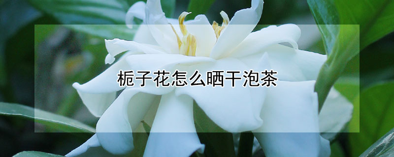 梔子花怎麼曬幹泡茶
