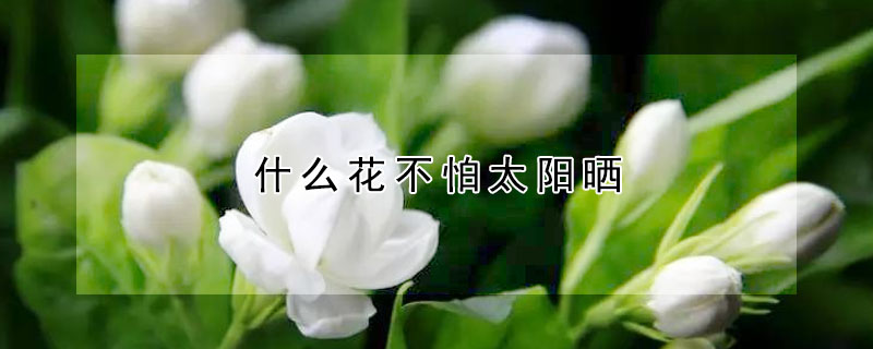 什麼花不怕太陽曬