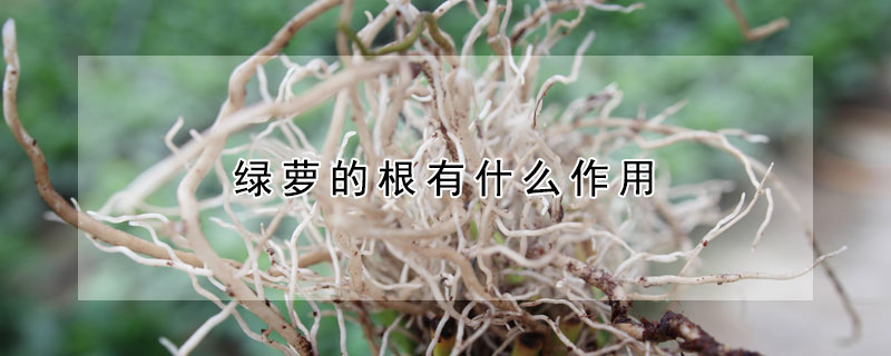 綠蘿的根有什麼作用