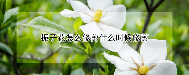 梔子花怎麼修剪什麼時候修剪