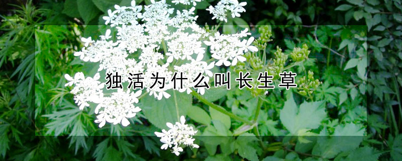 獨活為什麼叫長生草