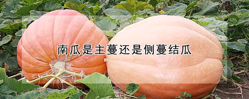 南瓜是主蔓還是側蔓結瓜
