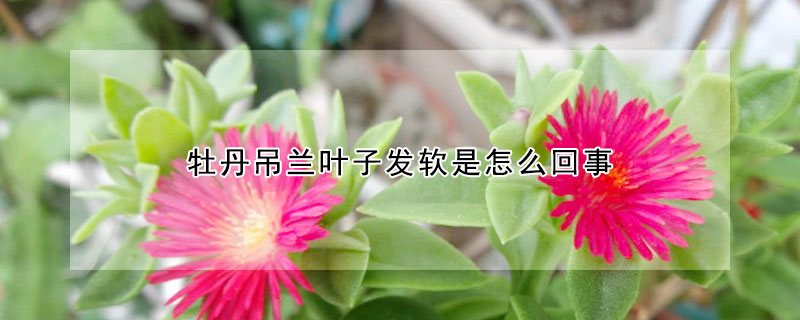 牡丹吊蘭葉子發軟是怎麼回事