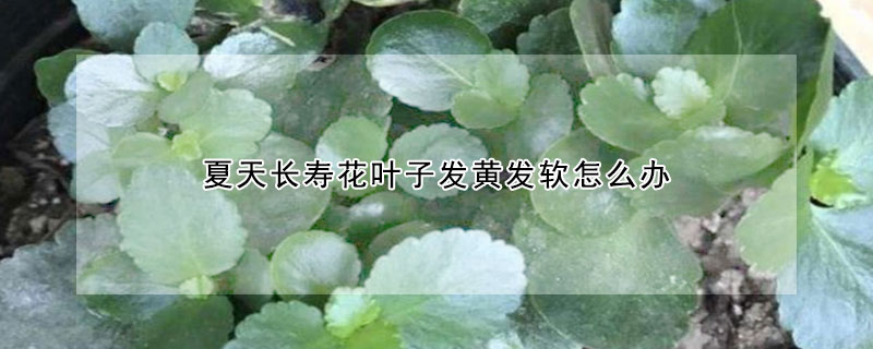 夏天長壽花葉子發黃發軟怎麼辦
