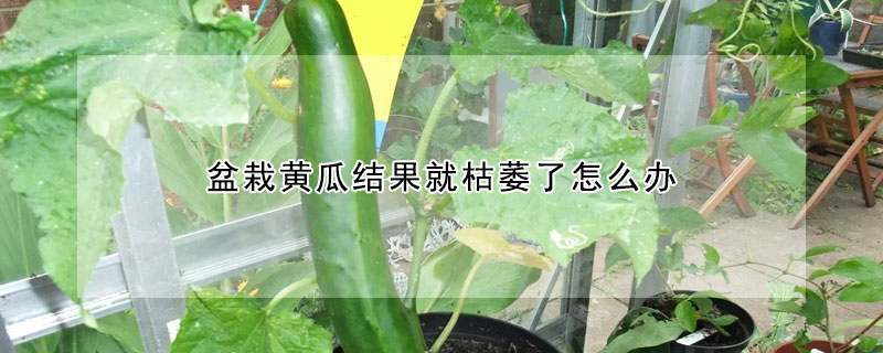 盆栽黃瓜結果就枯萎了怎麼辦