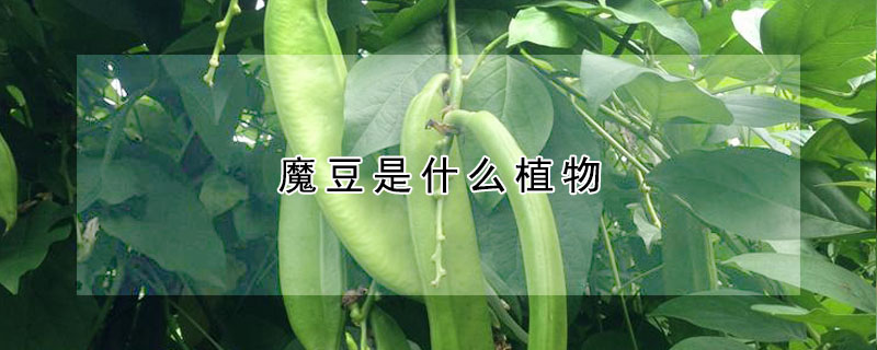 魔豆是什麼植物