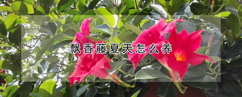 飄香藤夏天怎麼養